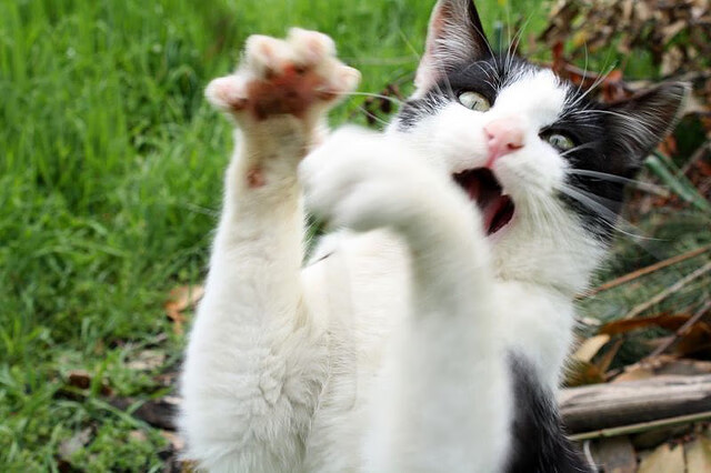 橙衣军团逆境重生，斯通斯节奏大师般的引领，荷兰从绝望到逆转波兰