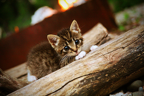 极速之夜，从F1赛道到篮球场的速度美学