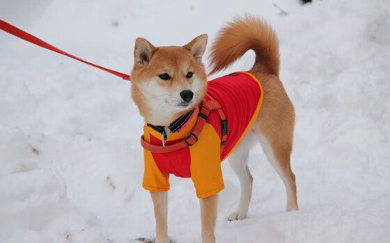 跨界风暴，范弗利特独揽40分助辽宁队终结森林狼不败金身