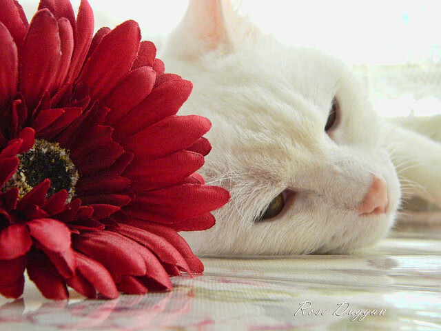 虚拟绿茵，当喀麦隆雄狮以贝林厄姆为心脏制霸瑞士钟表匠