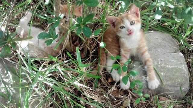 黄金左翼完成救赎，哥伦比亚红潮淹没洪都拉斯