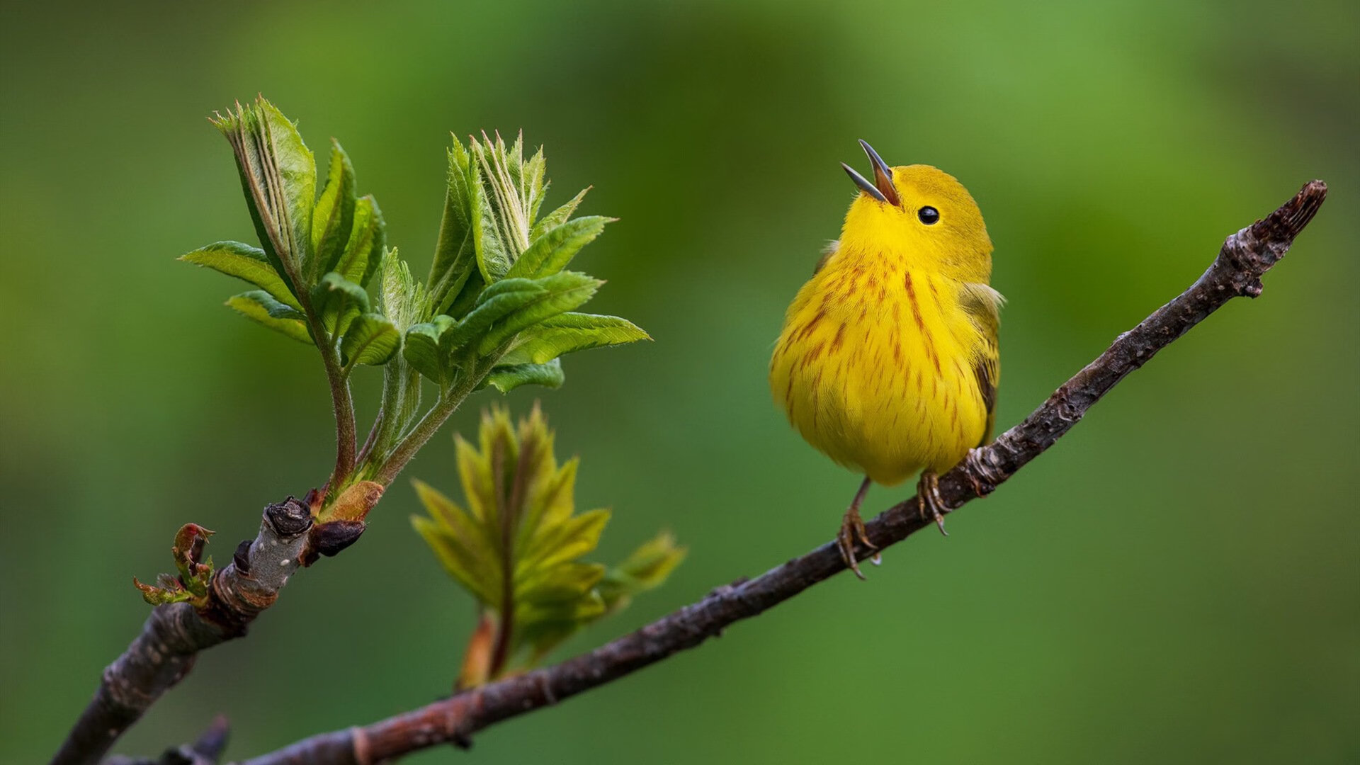 黄喜灿的世界排名导弹，巴拉圭一役如何点燃韩国足球新纪元