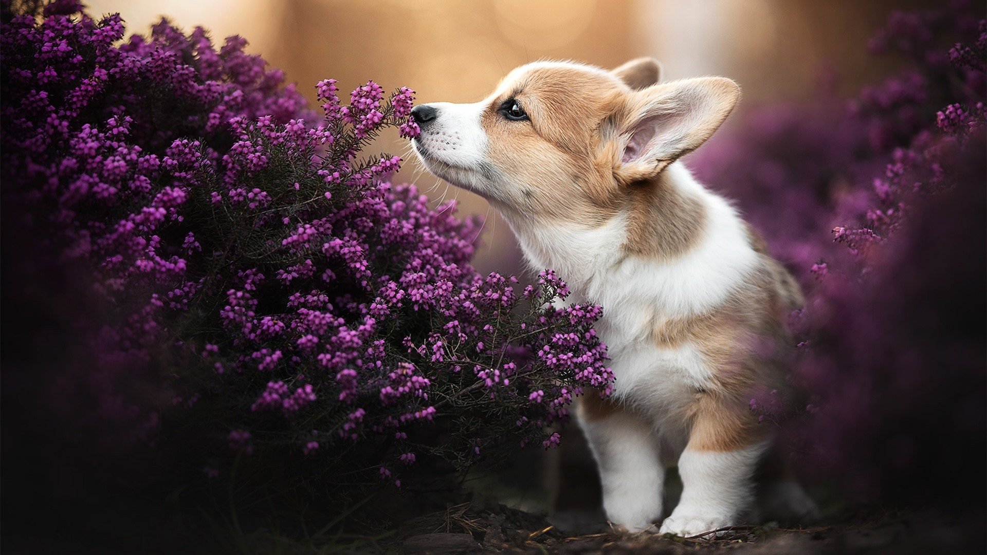 唯一主宰，从老鹰鏖战到F1赛道，爱德华兹的接管时刻