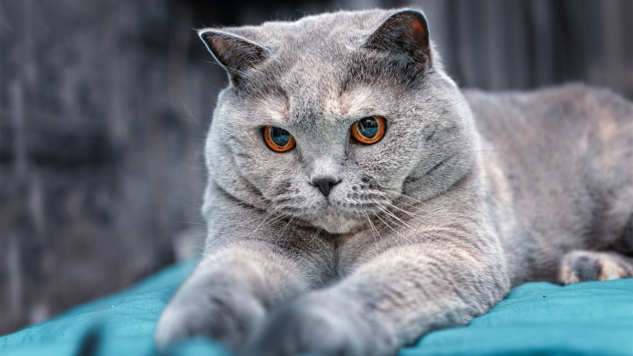 巴雷拉统治全场，韩国争冠战险胜安哥拉，一场唯一性的胜利