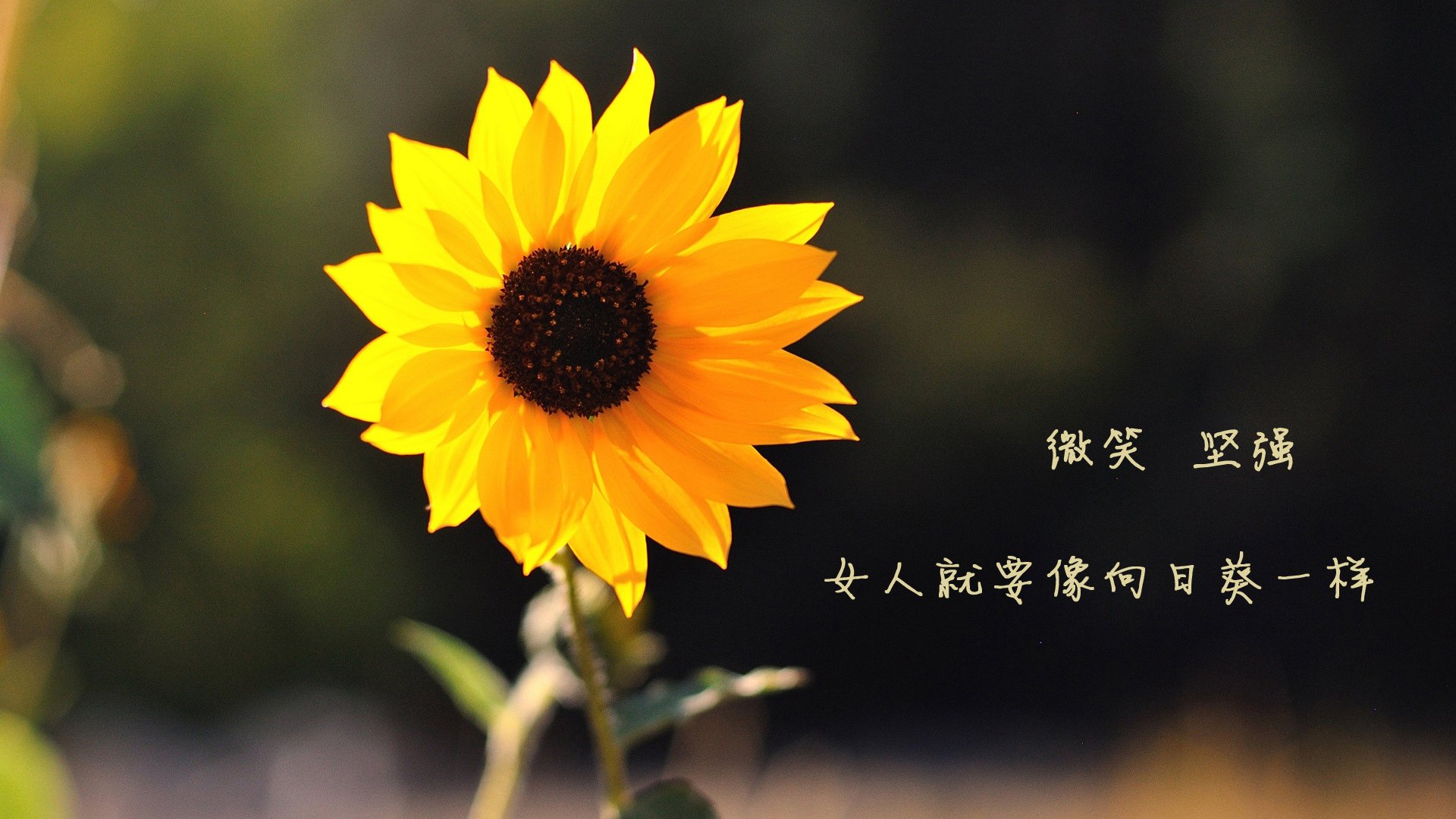 桑巴之矛与樱花之盾的顶级博弈，巴雷拉那记刺穿东瀛防线的致命一击，如何定义2026世界杯H组的唯一宿命